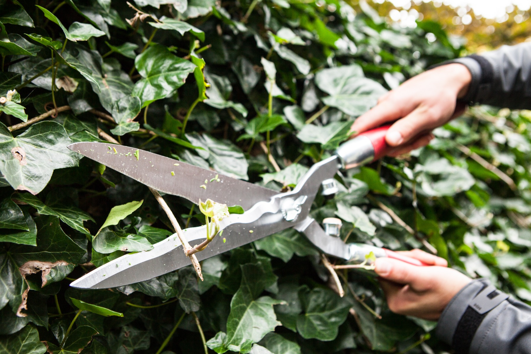 heggenscharen onderhouden jou heggen als de beste